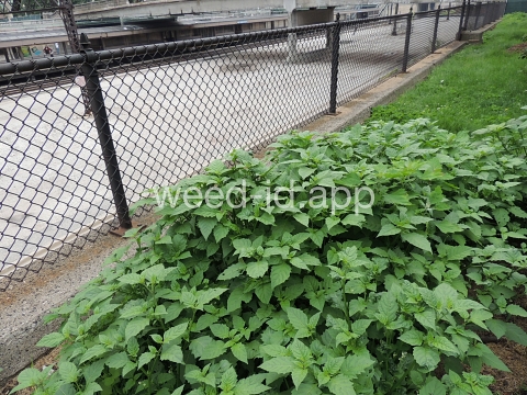 nightshade, eastern black